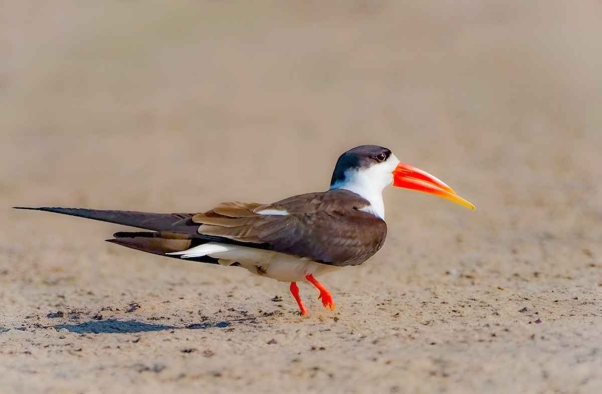 Indian Skimmer - ML642969673
