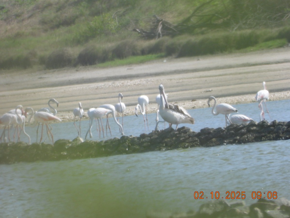 Spot-billed Pelican - ML642969674