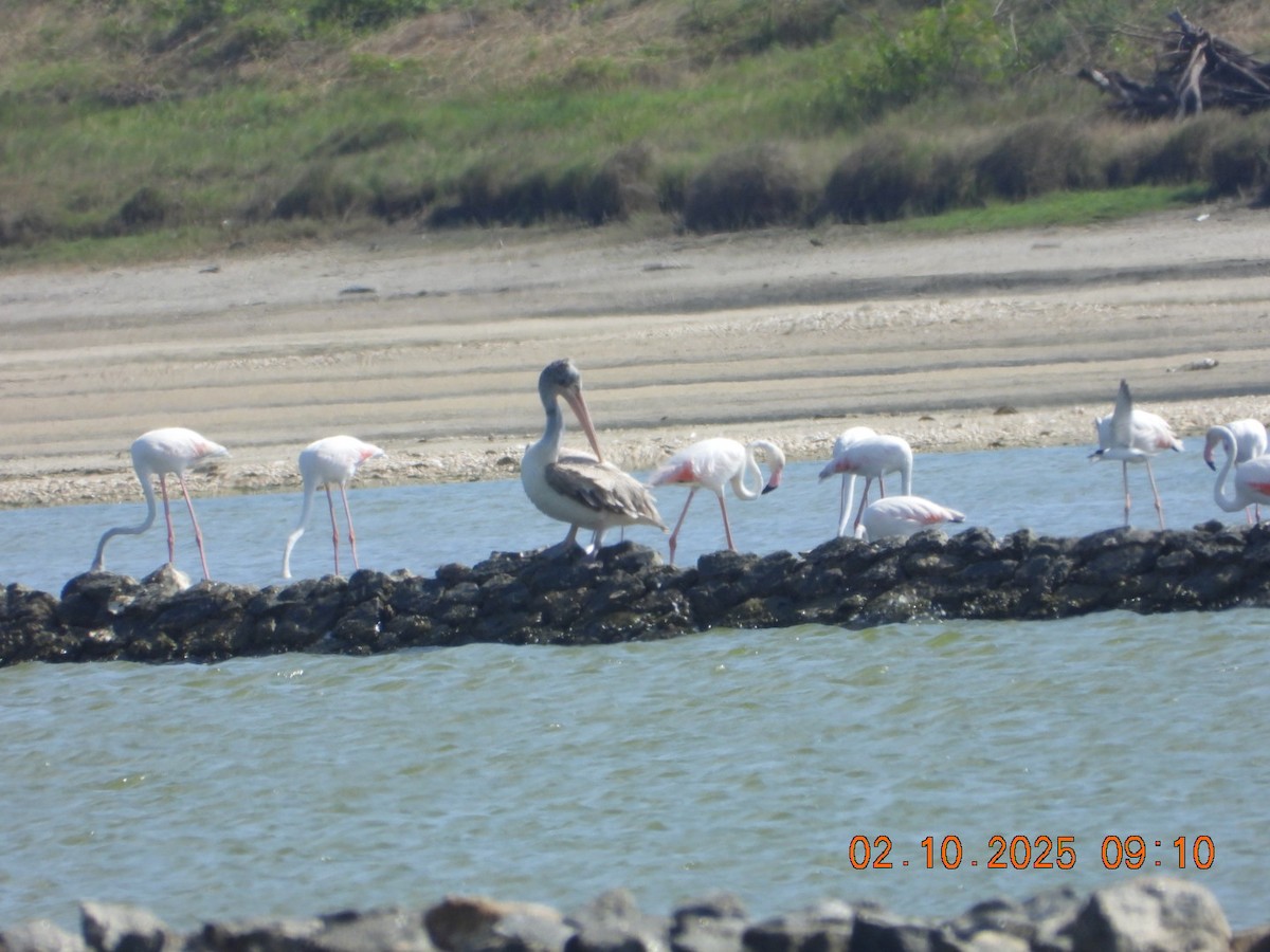 Spot-billed Pelican - ML642969675