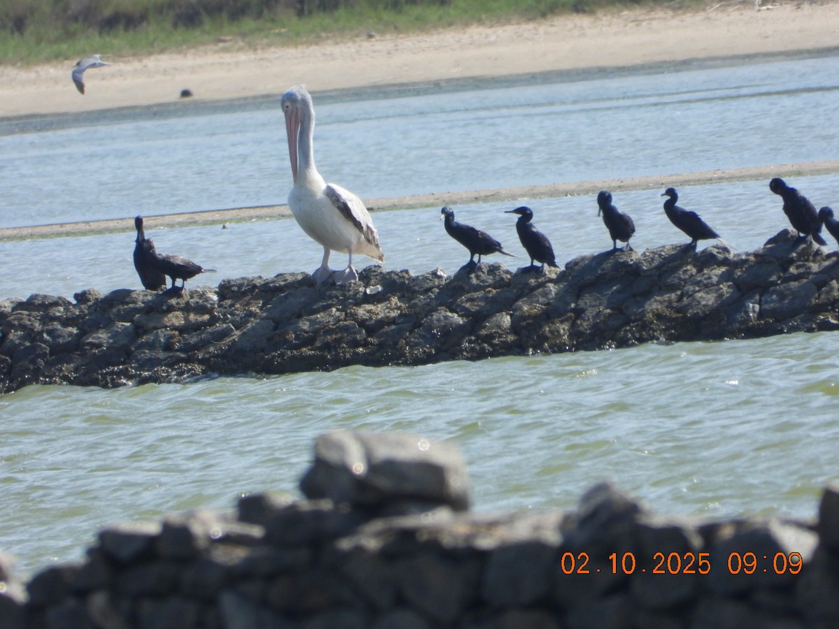 Spot-billed Pelican - ML642969676