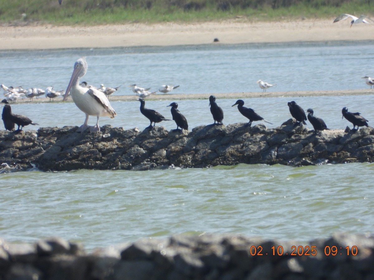 Spot-billed Pelican - ML642969677
