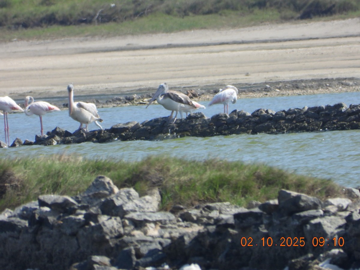 Spot-billed Pelican - ML642969678