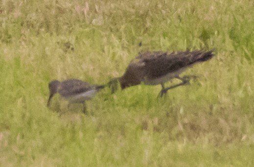 Sichelstrandläufer - ML642969681