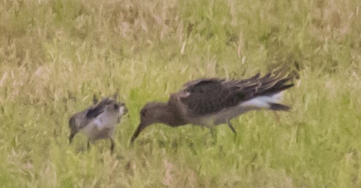 Sichelstrandläufer - ML642969683