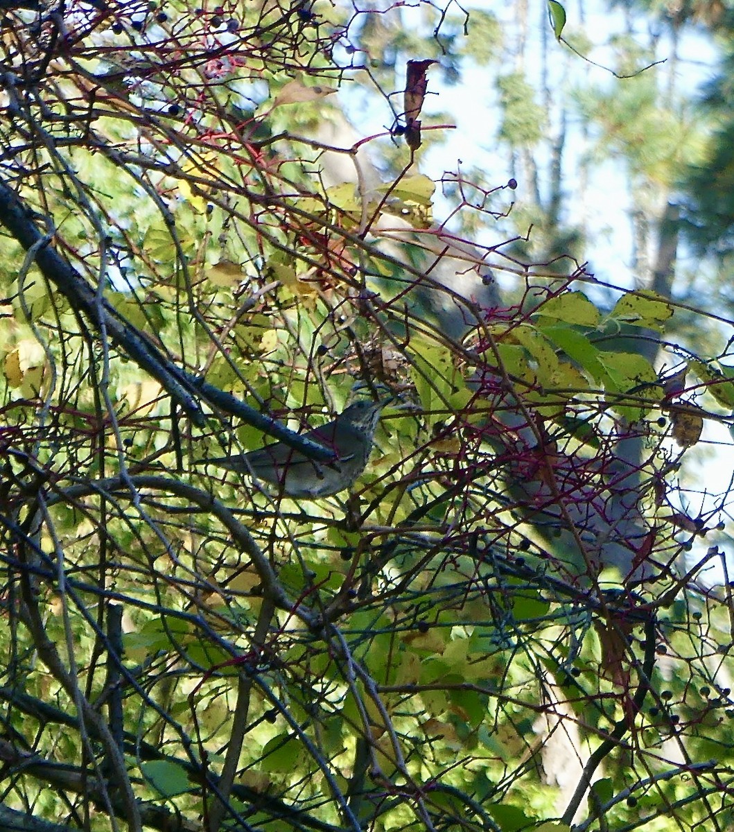 Gray-cheeked Thrush - ML642969691