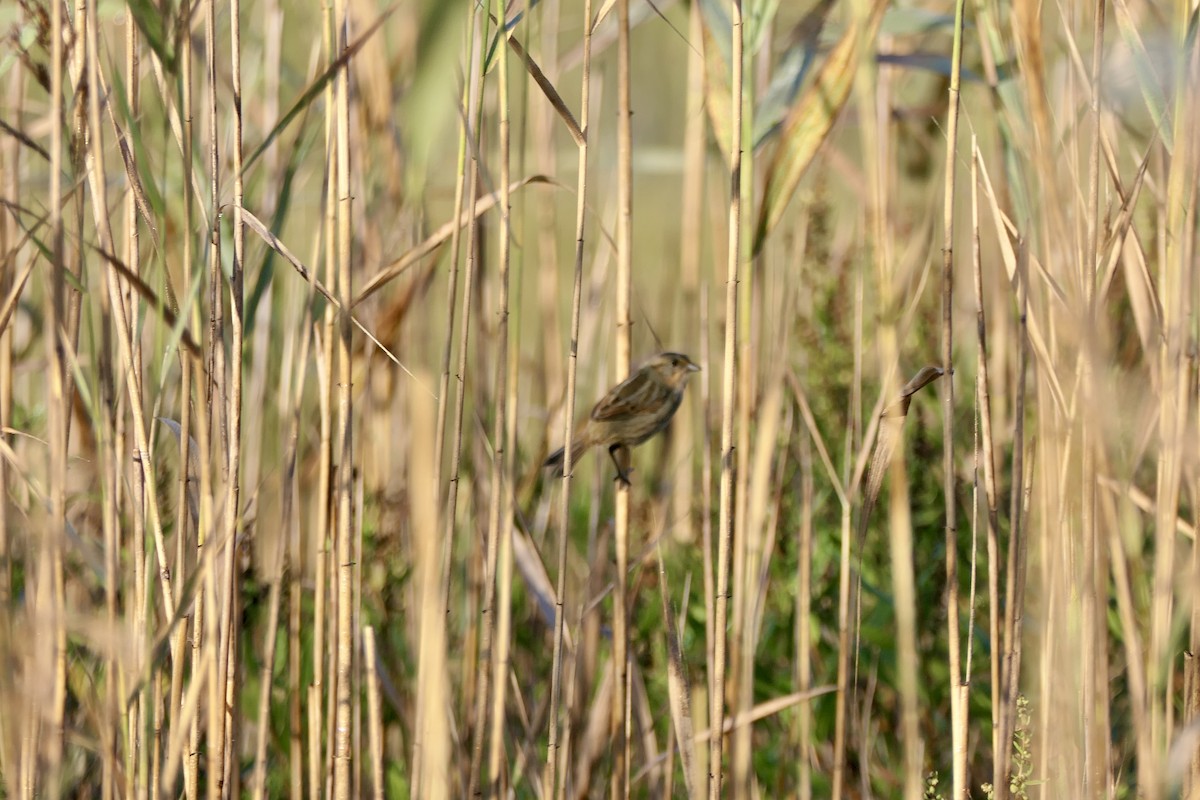 Nelson's Sparrow (Atlantic Coast) - ML642969693