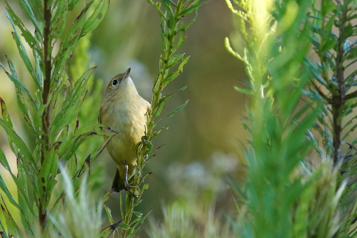 Yellow Warbler (Northern) - ML642969699