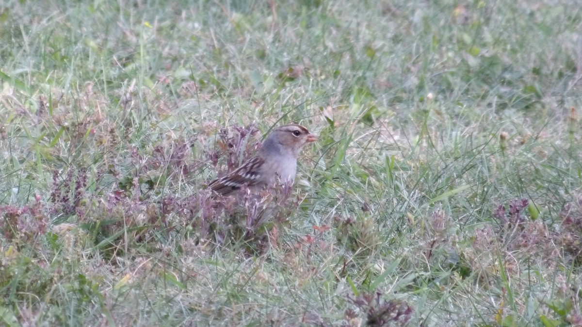 White-crowned Sparrow - ML642969707