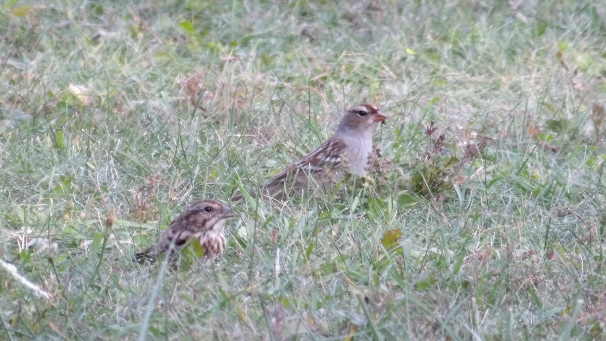 White-crowned Sparrow - ML642969708