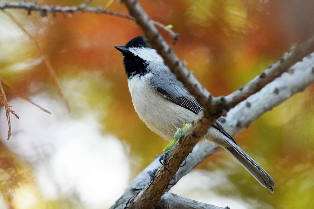Carolina Chickadee - ML642969713
