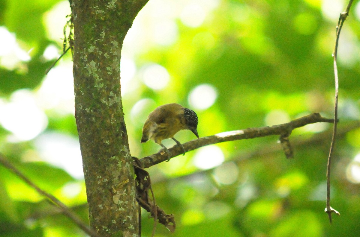 Olivaceous Piculet - ML642969744