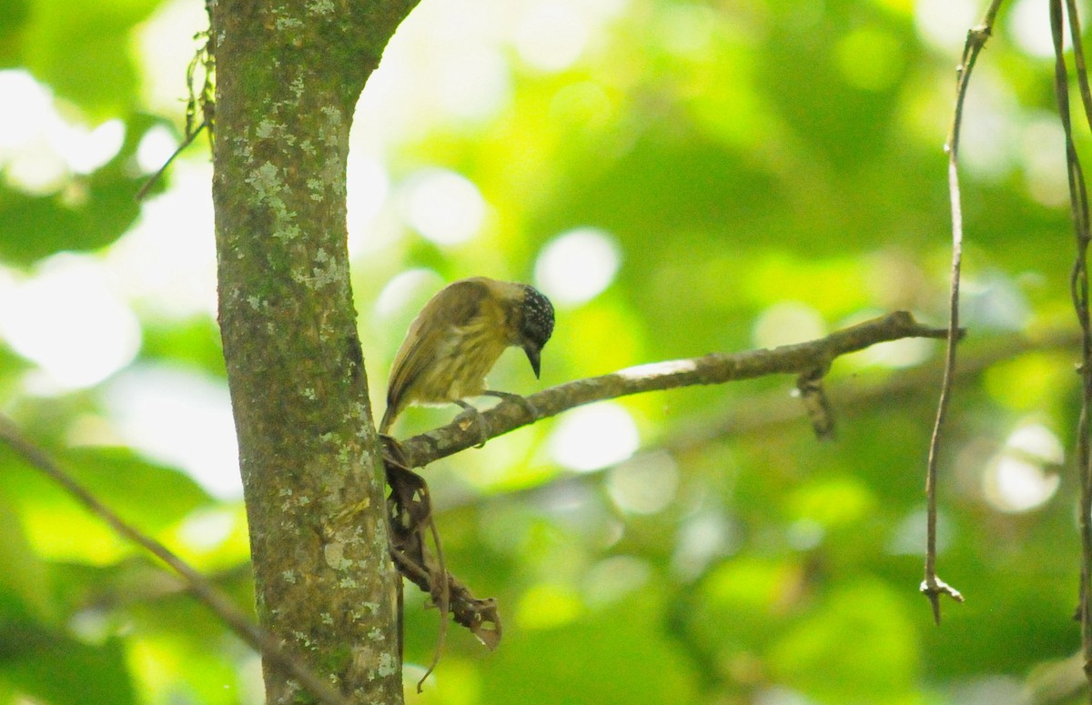 Olivaceous Piculet - ML642969745