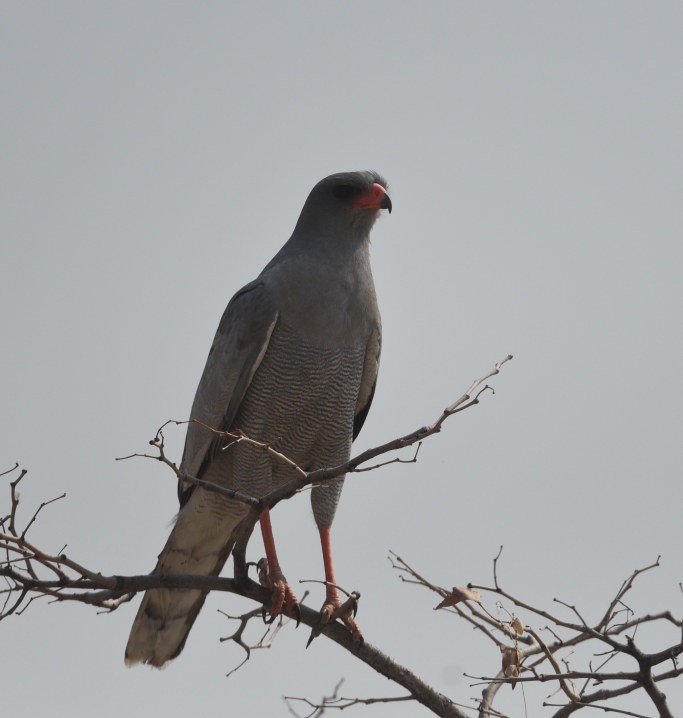 Pale Chanting-Goshawk - ML642969769