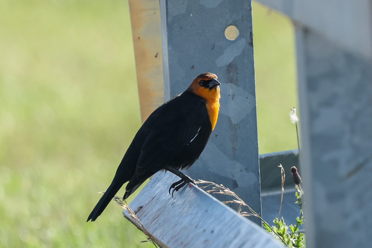 Yellow-headed Blackbird - ML642969770