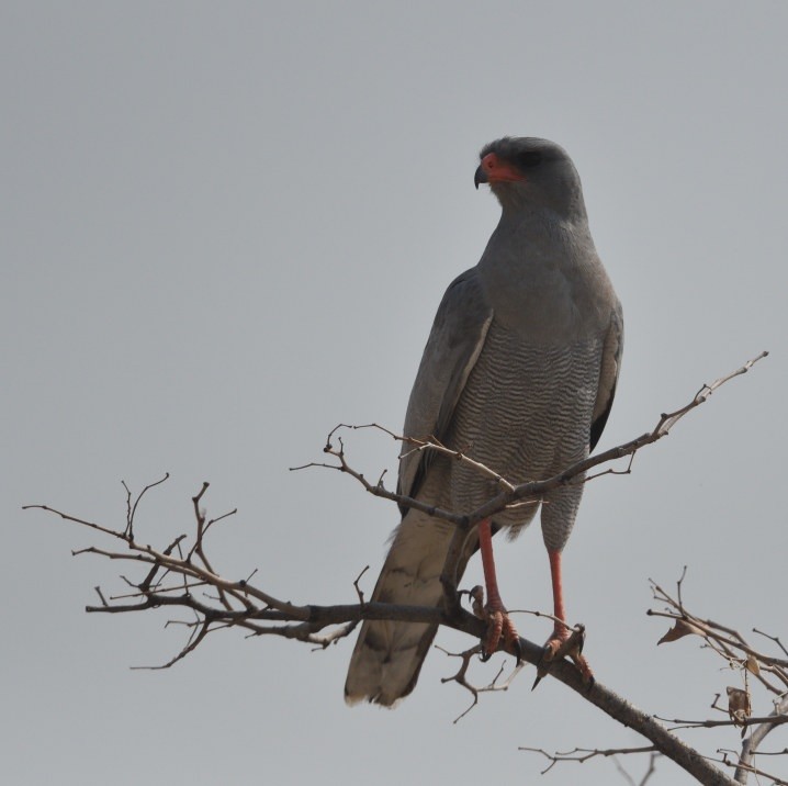 Pale Chanting-Goshawk - ML642969772