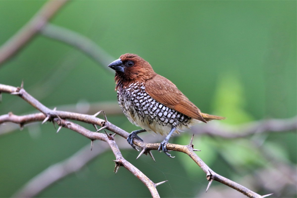 Munia pettosquamato - ML642969777