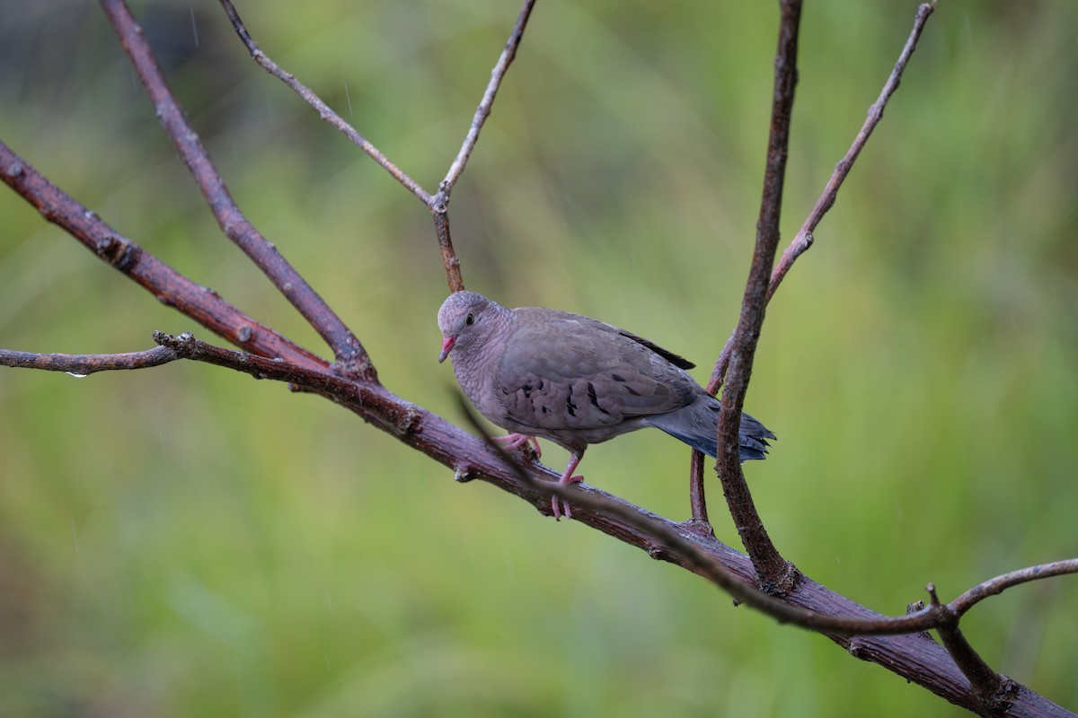 Common Ground Dove - ML642969793