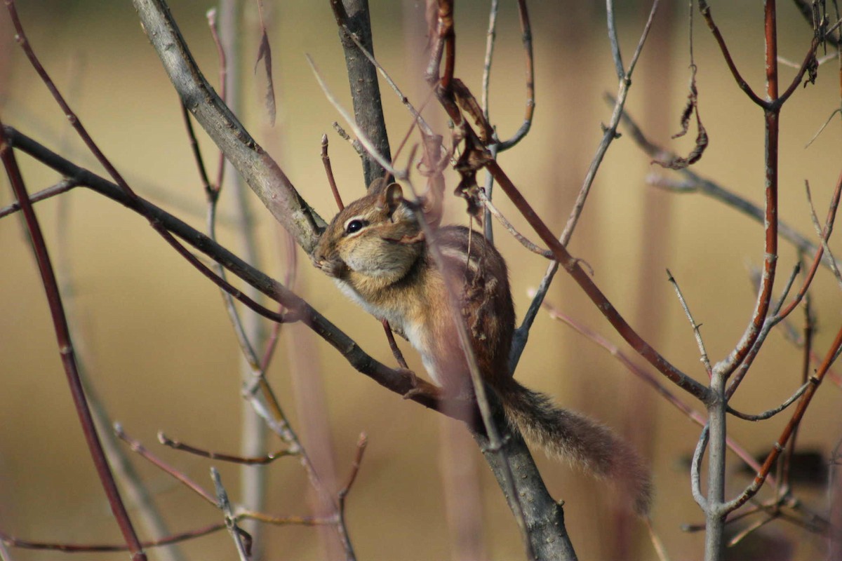 Eastern Chipmunk - ML642969798