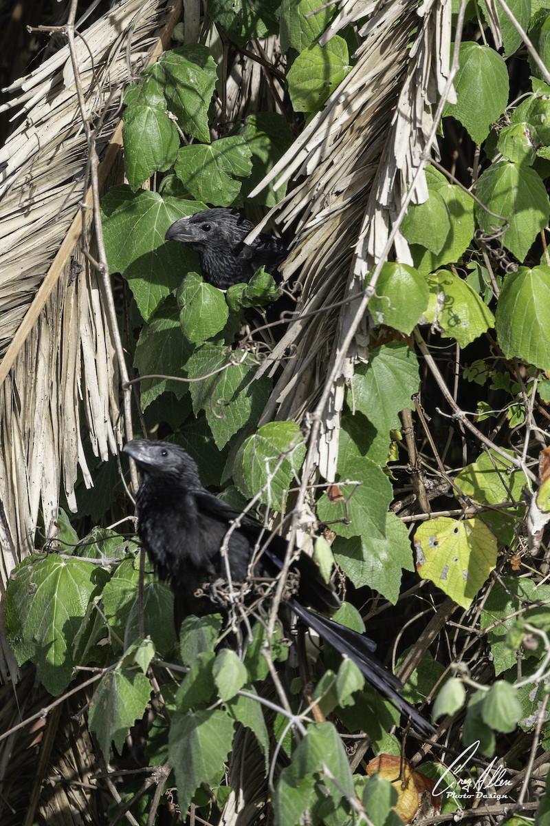 Groove-billed Ani - ML642969808