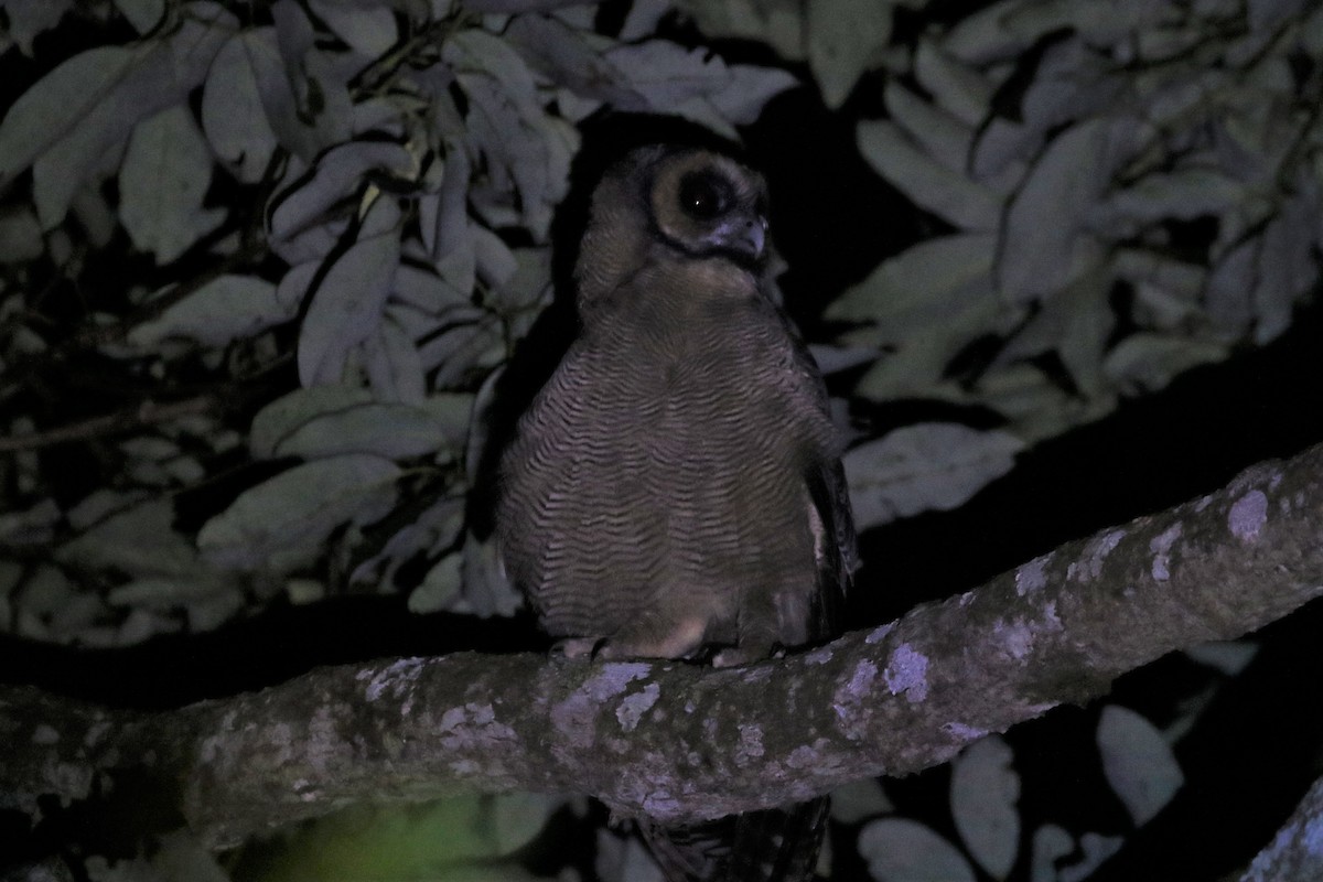 Brown Wood-Owl - ML642969820