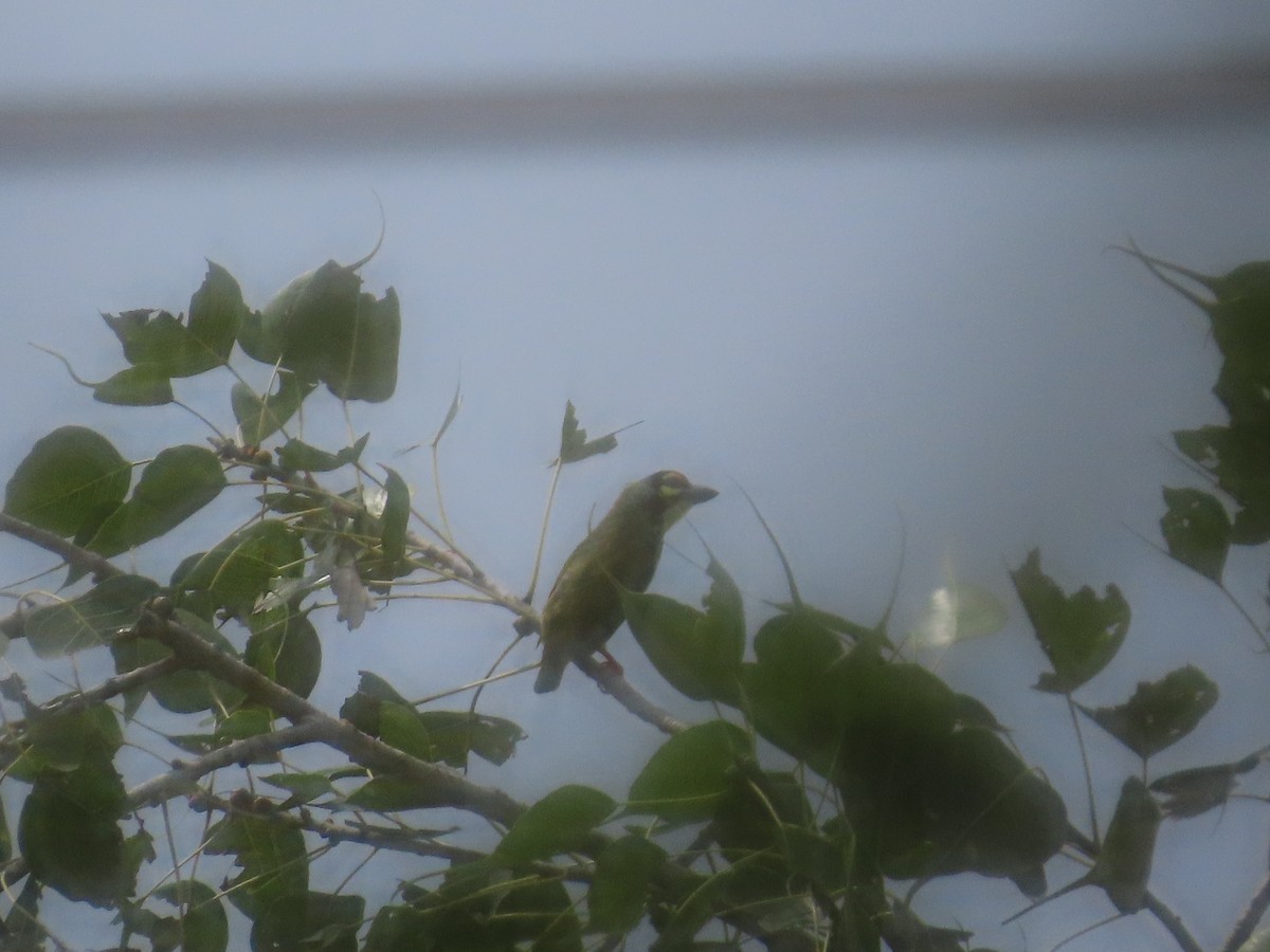 Coppersmith Barbet - ML642969827
