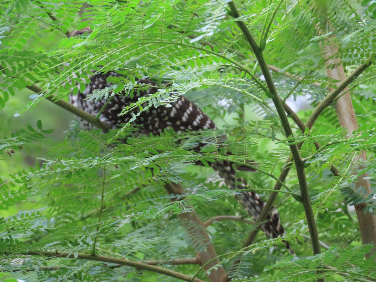 Asian Koel - ML642969833