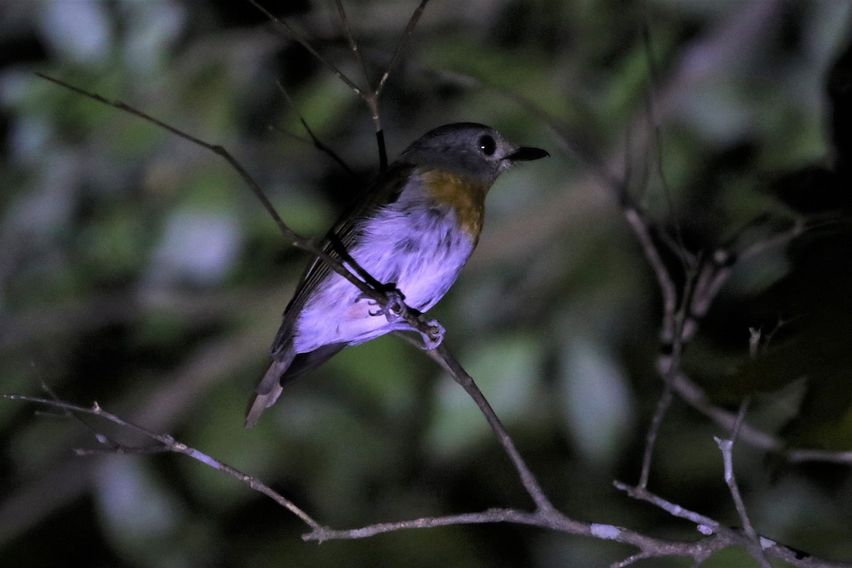 Blue-throated Flycatcher - ML642969834