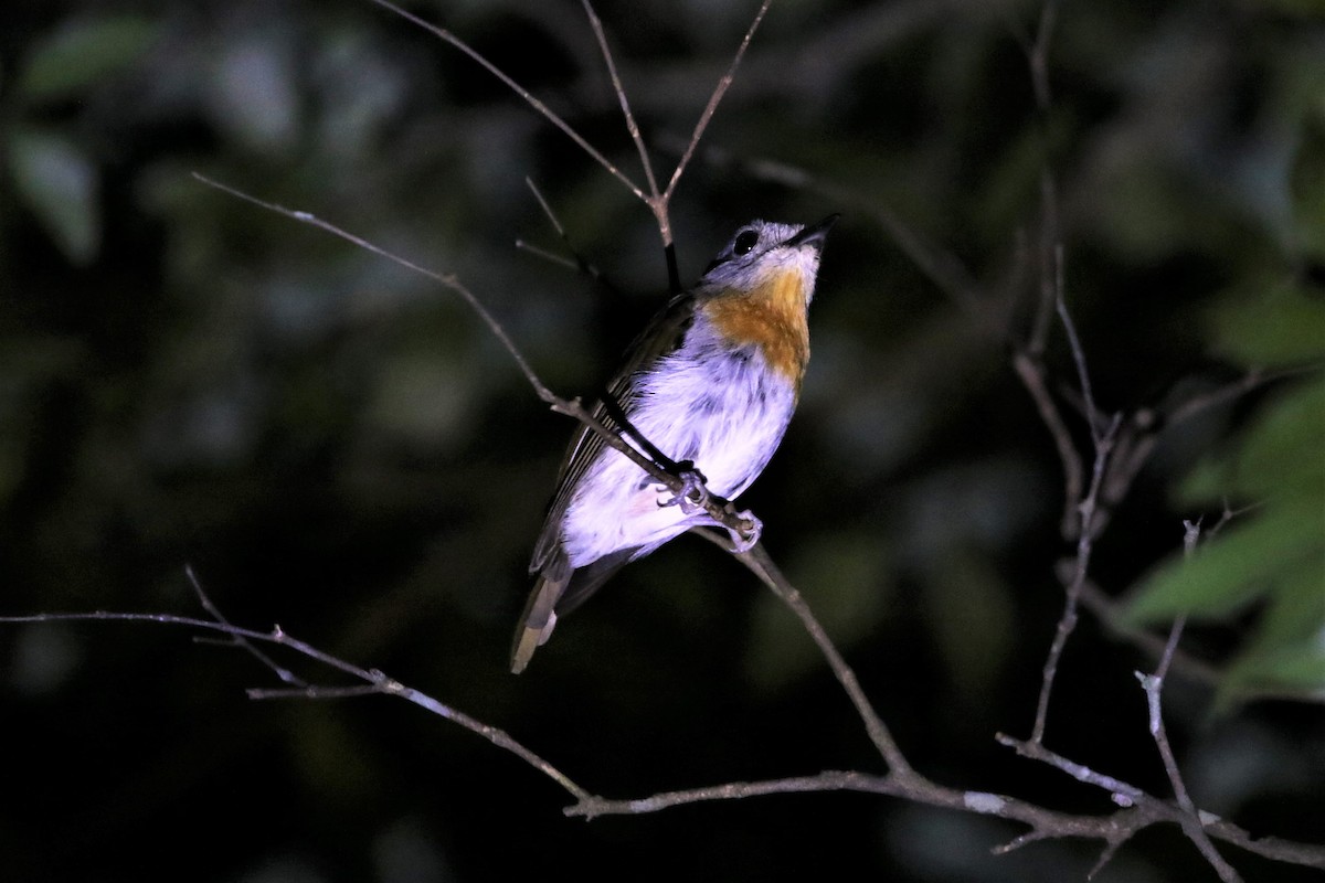 Blue-throated Flycatcher - ML642969835