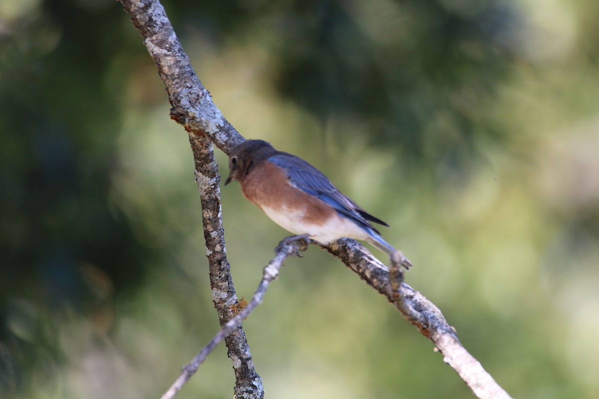 Eastern Bluebird - ML642969836