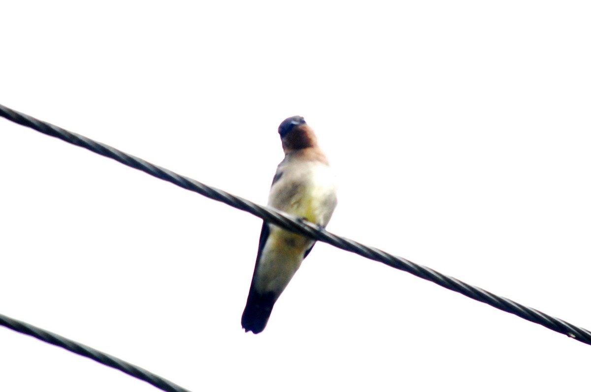 Southern Rough-winged Swallow - ML642969838