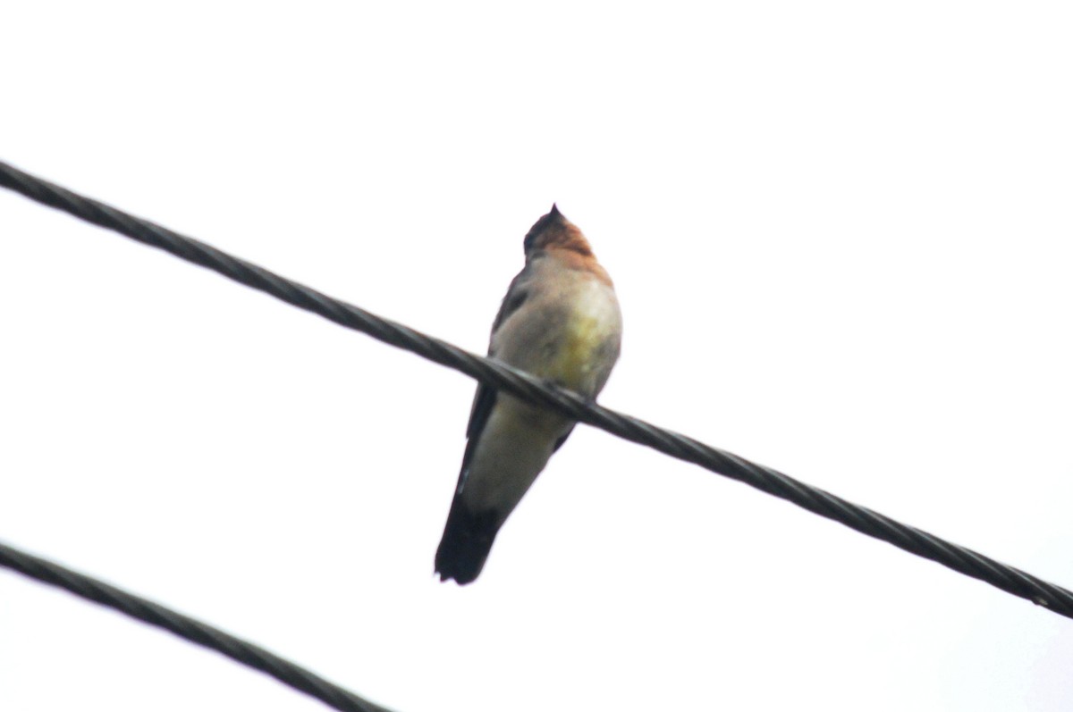 Southern Rough-winged Swallow - ML642969839