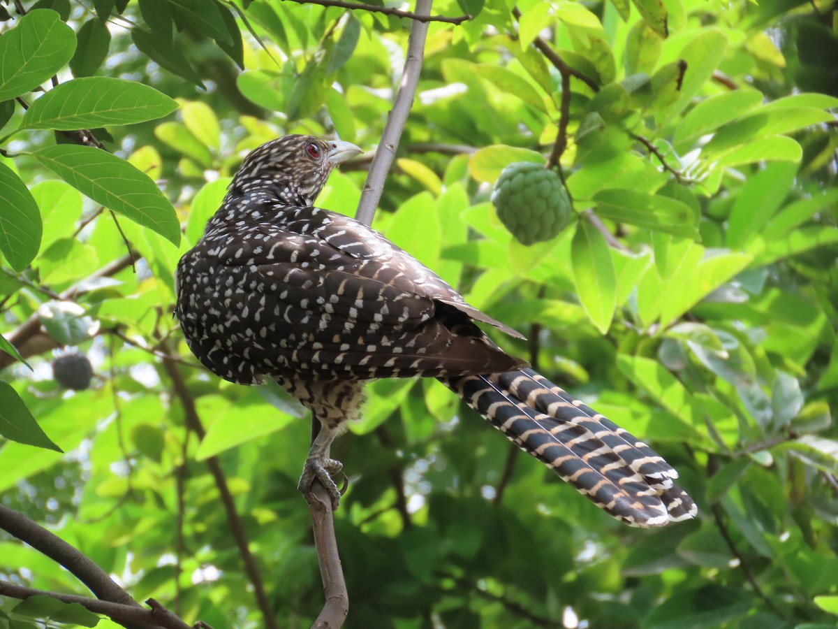 Asian Koel - ML642969848