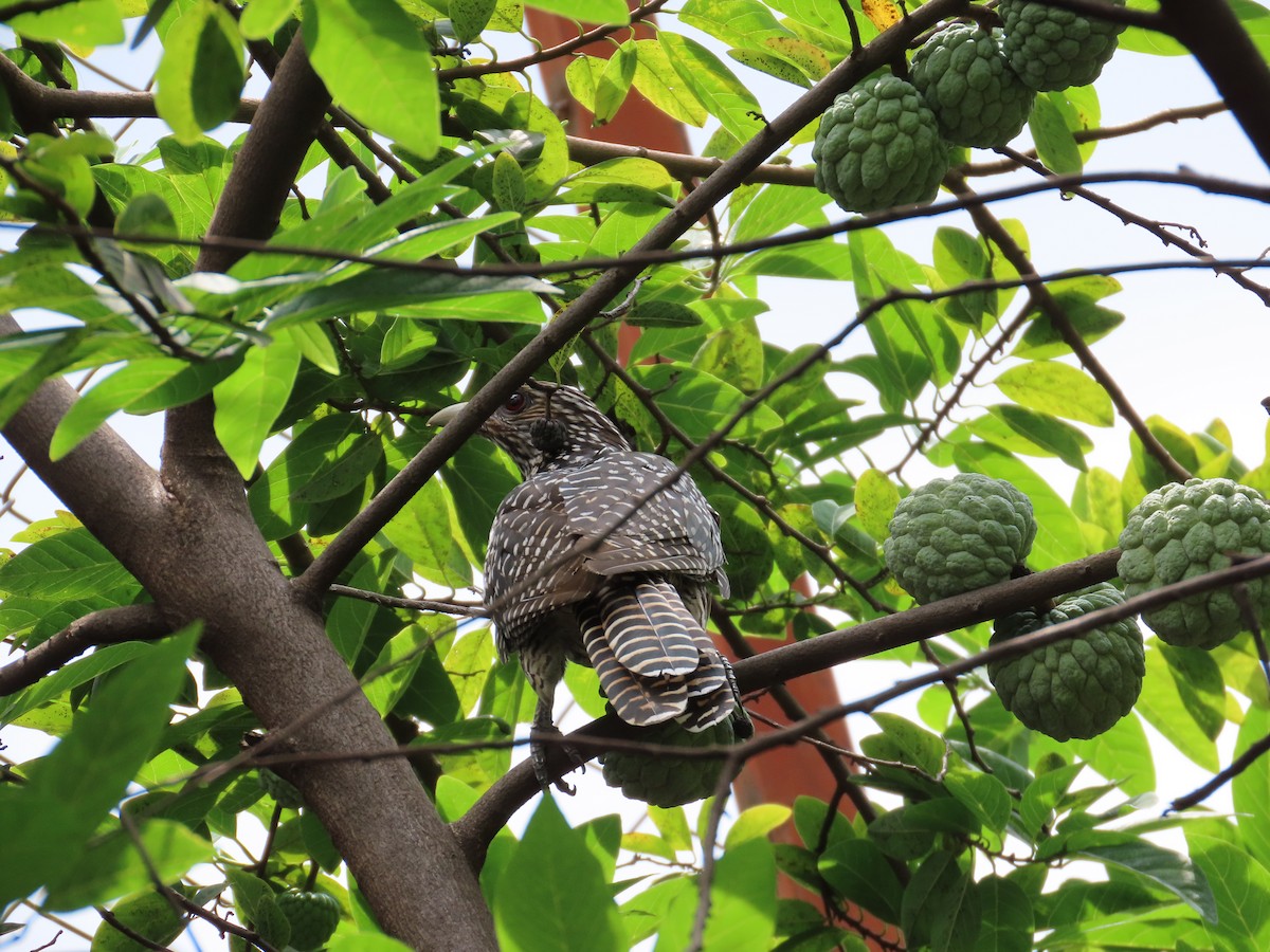 Asian Koel - ML642969849