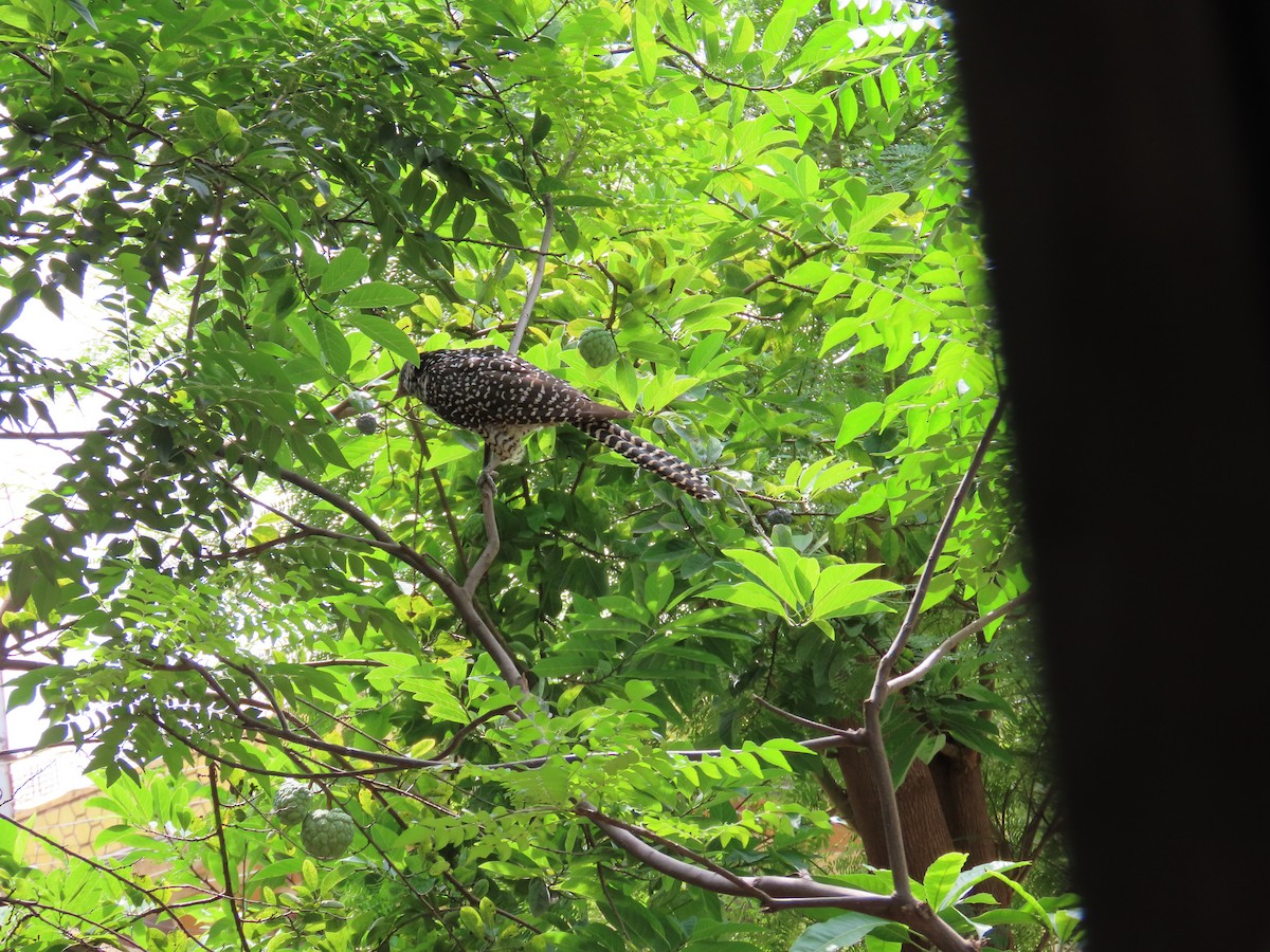 Asian Koel - ML642969851