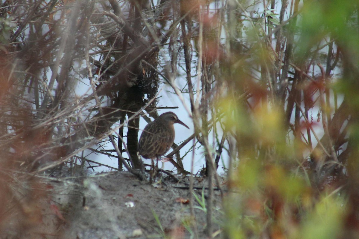 Virginia Rail - ML642969852