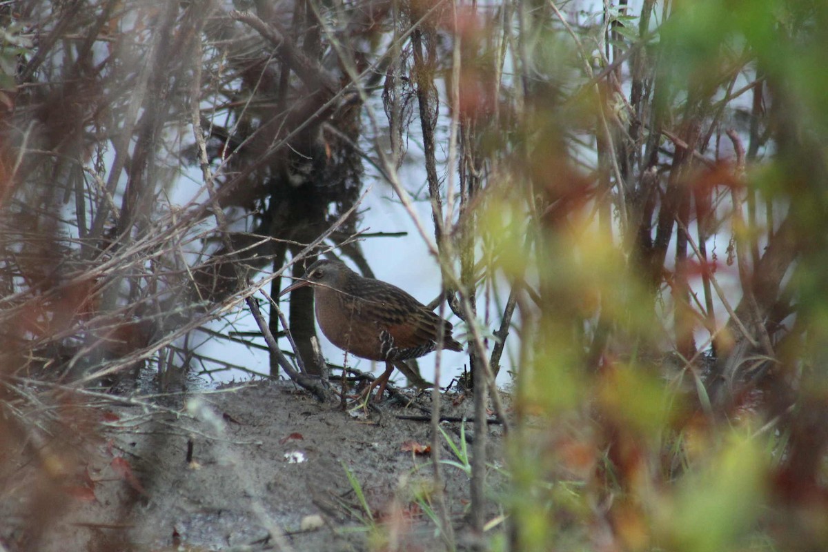 Virginia Rail - ML642969857