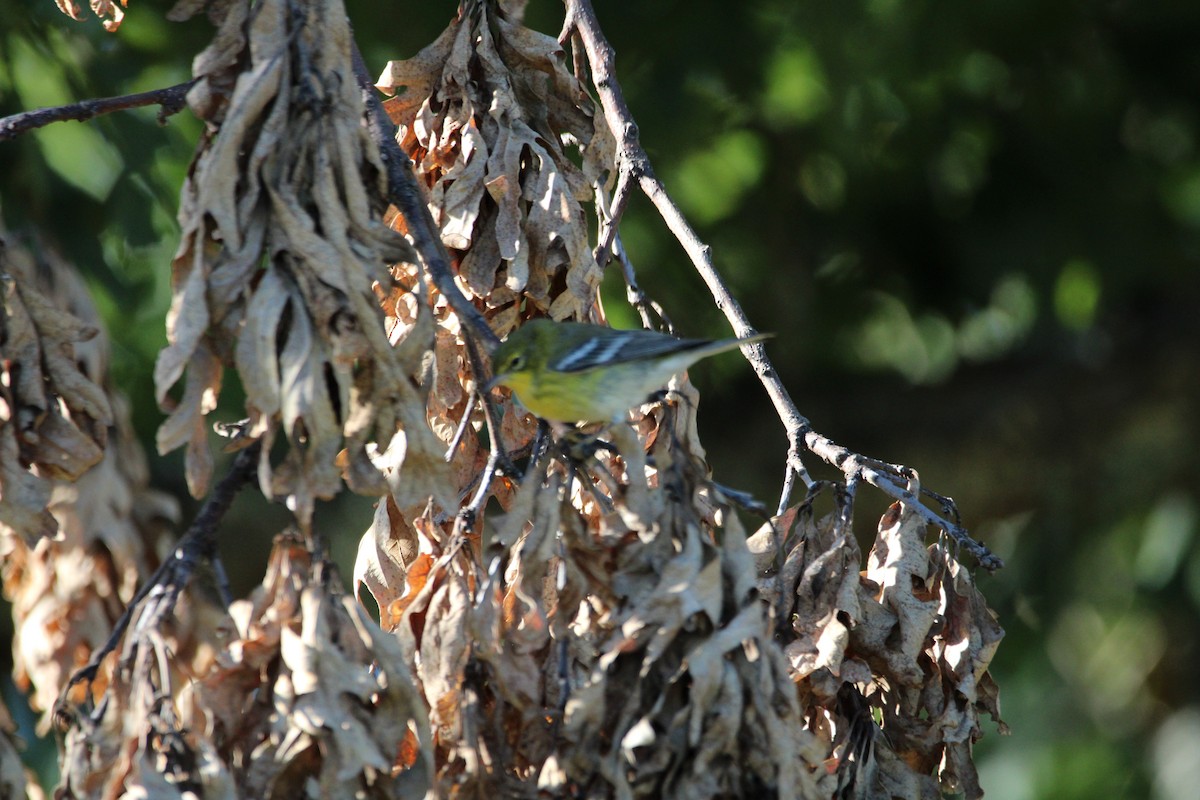 Pine Warbler - ML642969863