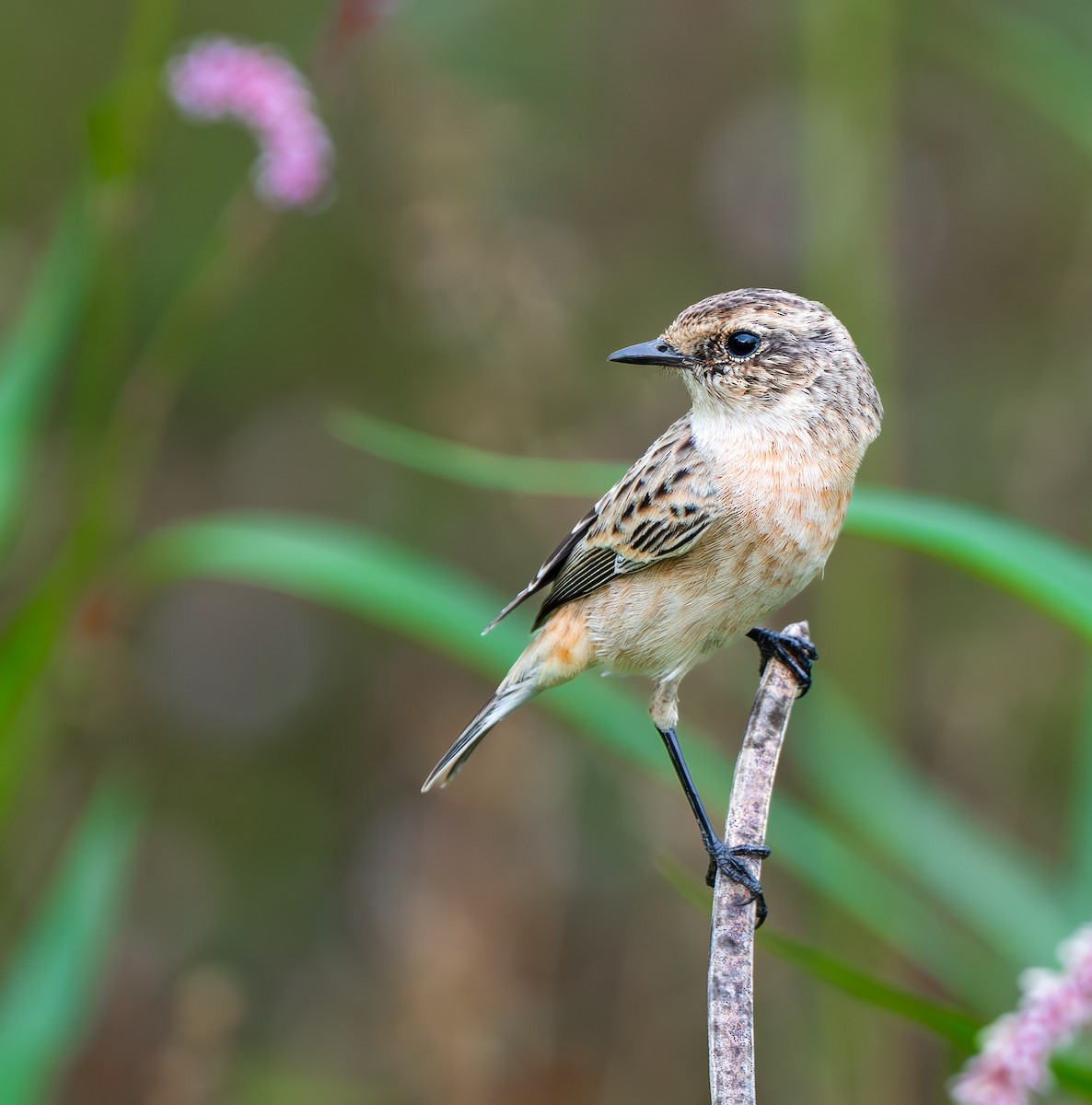 Siberian Stonechat - ML642969877