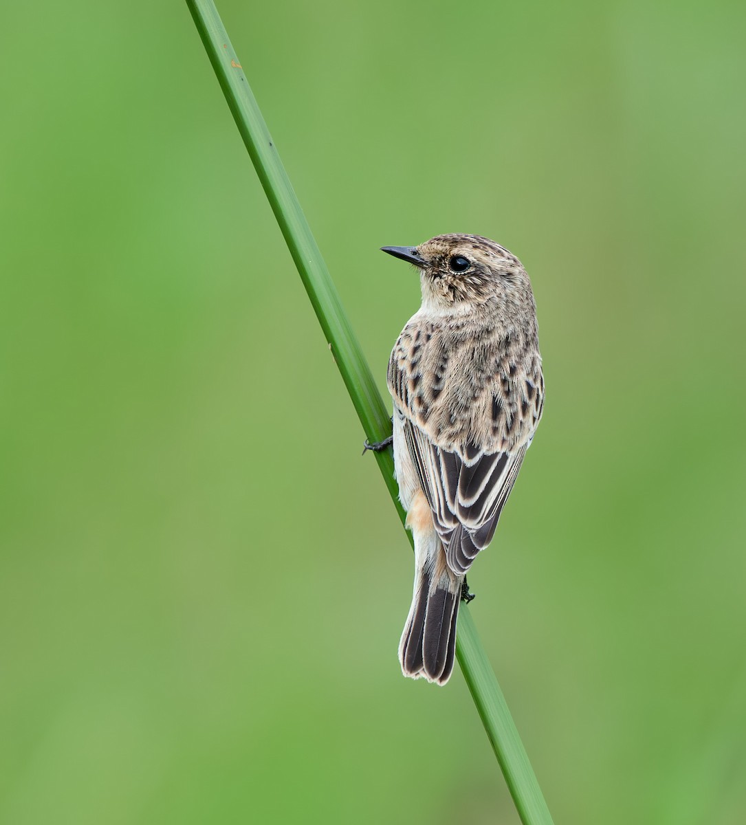 Siberian Stonechat - ML642969878