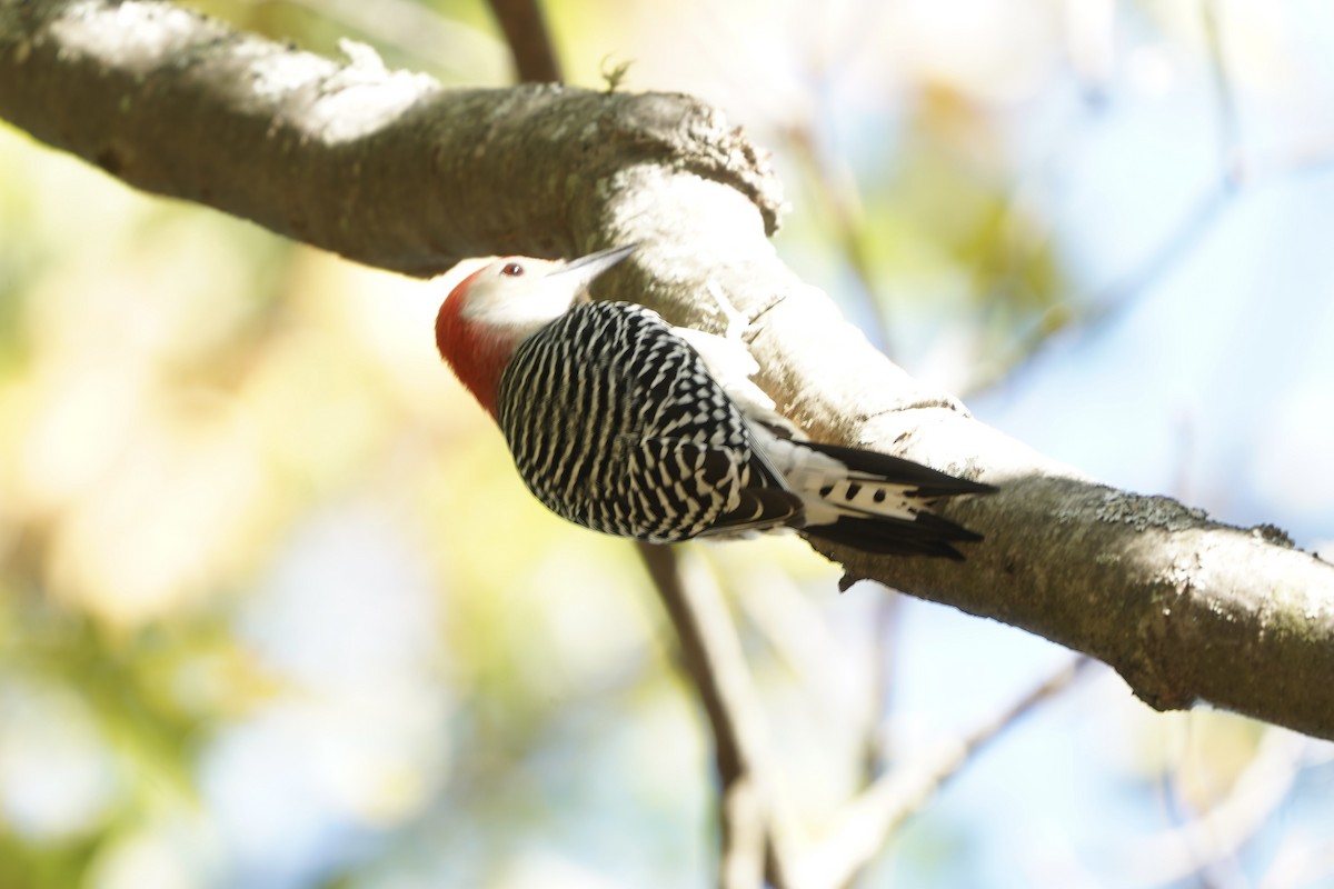 Red-bellied Woodpecker - ML642969880