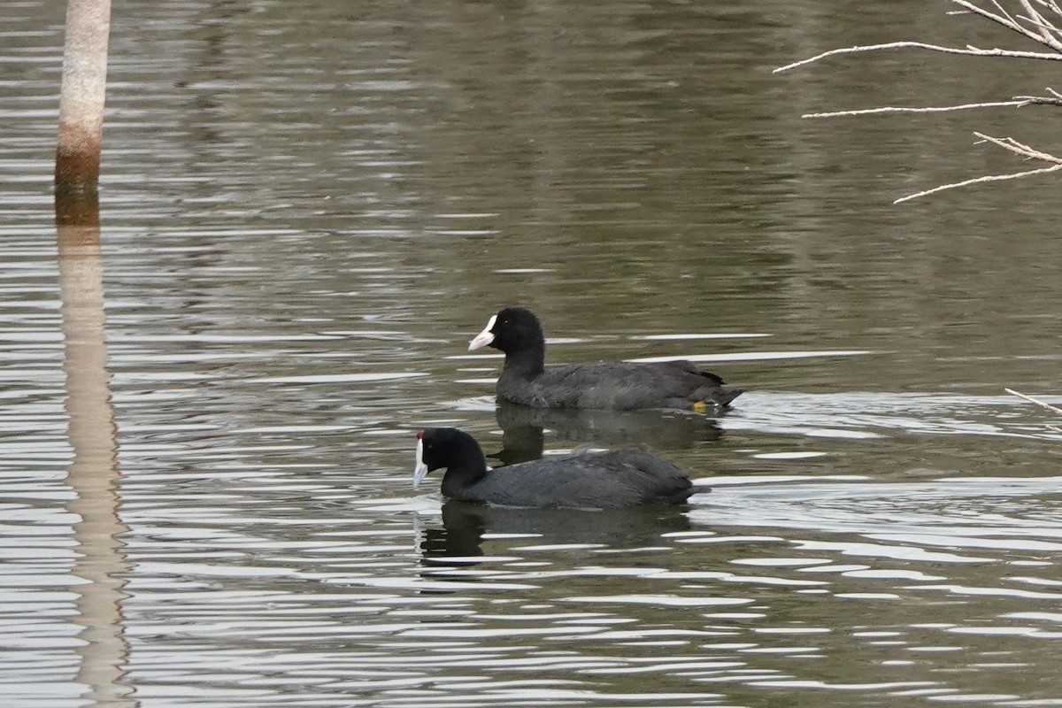 Red-knobbed Coot - ML642969884