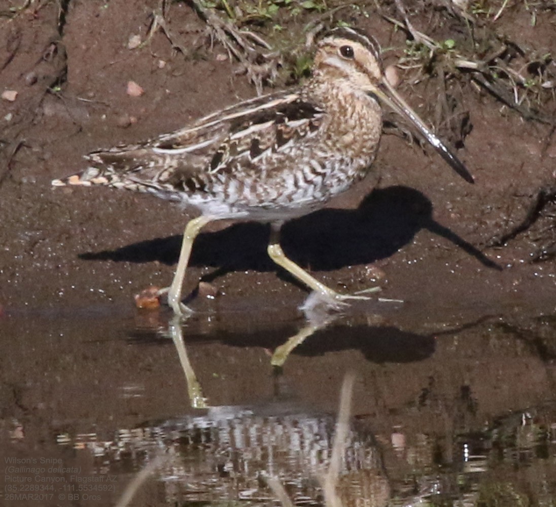 Wilsonbekassine - ML642969888