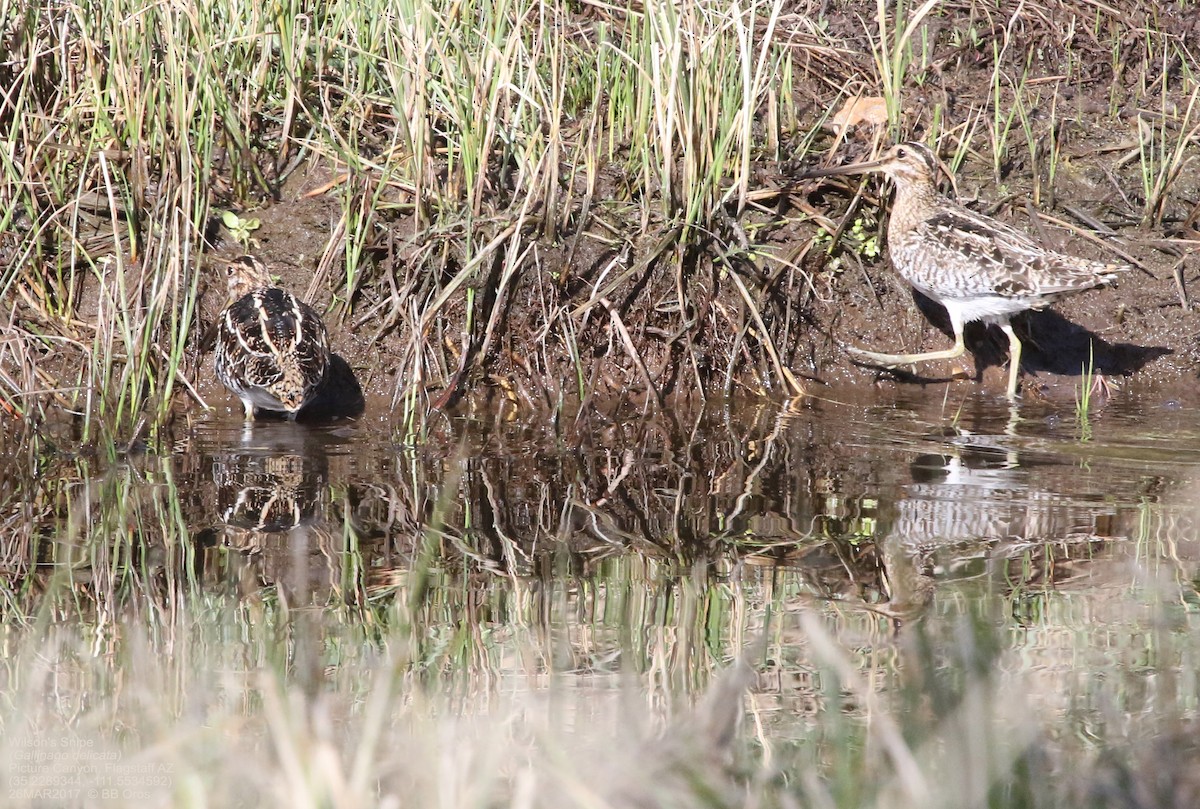 Wilsonbekassine - ML642969889