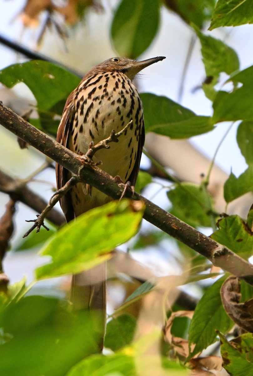 Brown Thrasher - Paul Nale