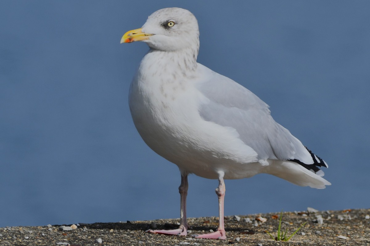 European Herring Gull - Old Sam Peabody