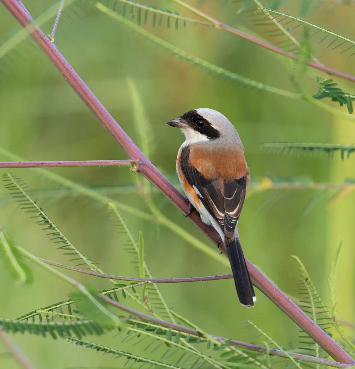 Bay-backed Shrike - ML642969902