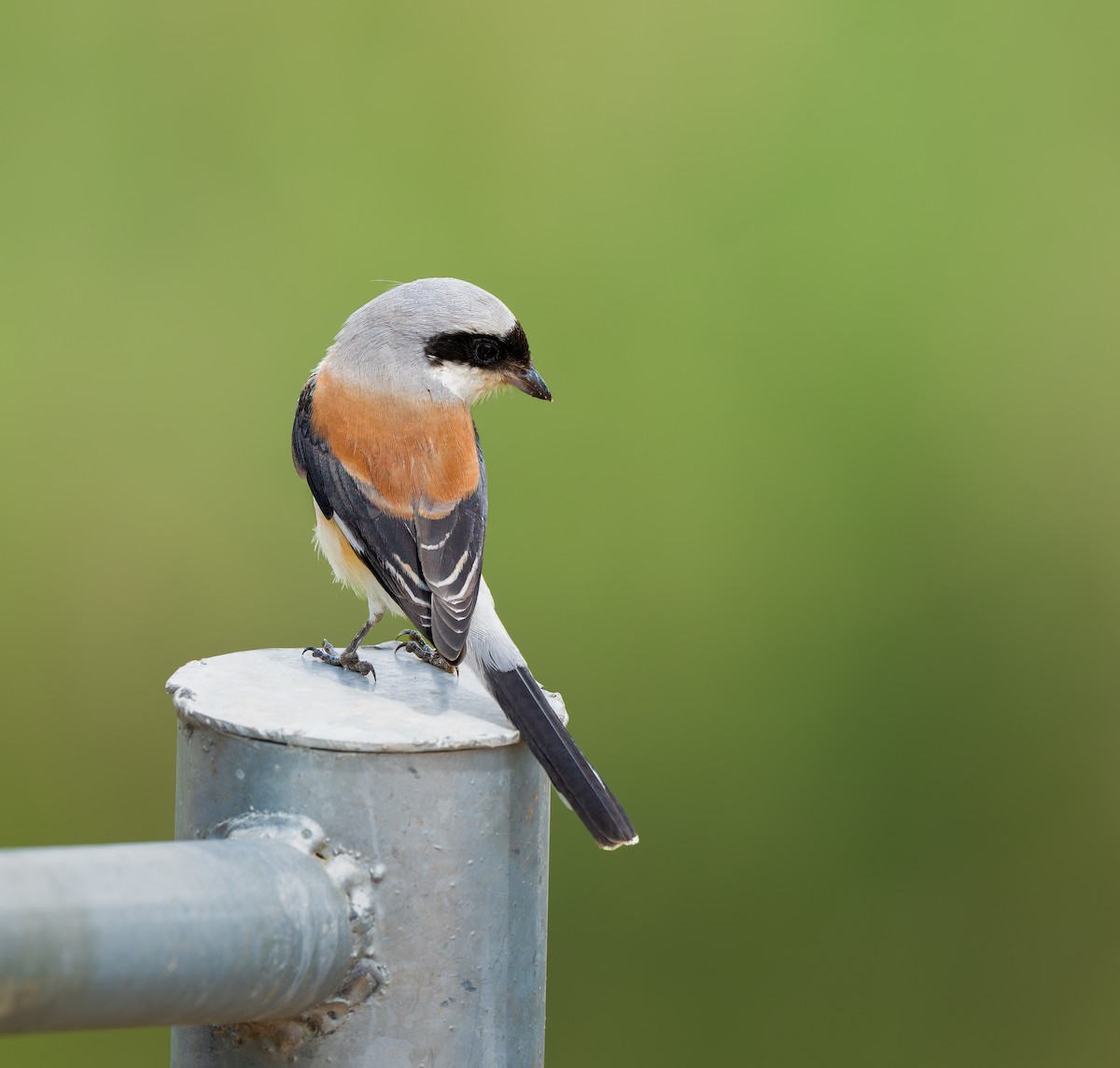 Bay-backed Shrike - ML642969906