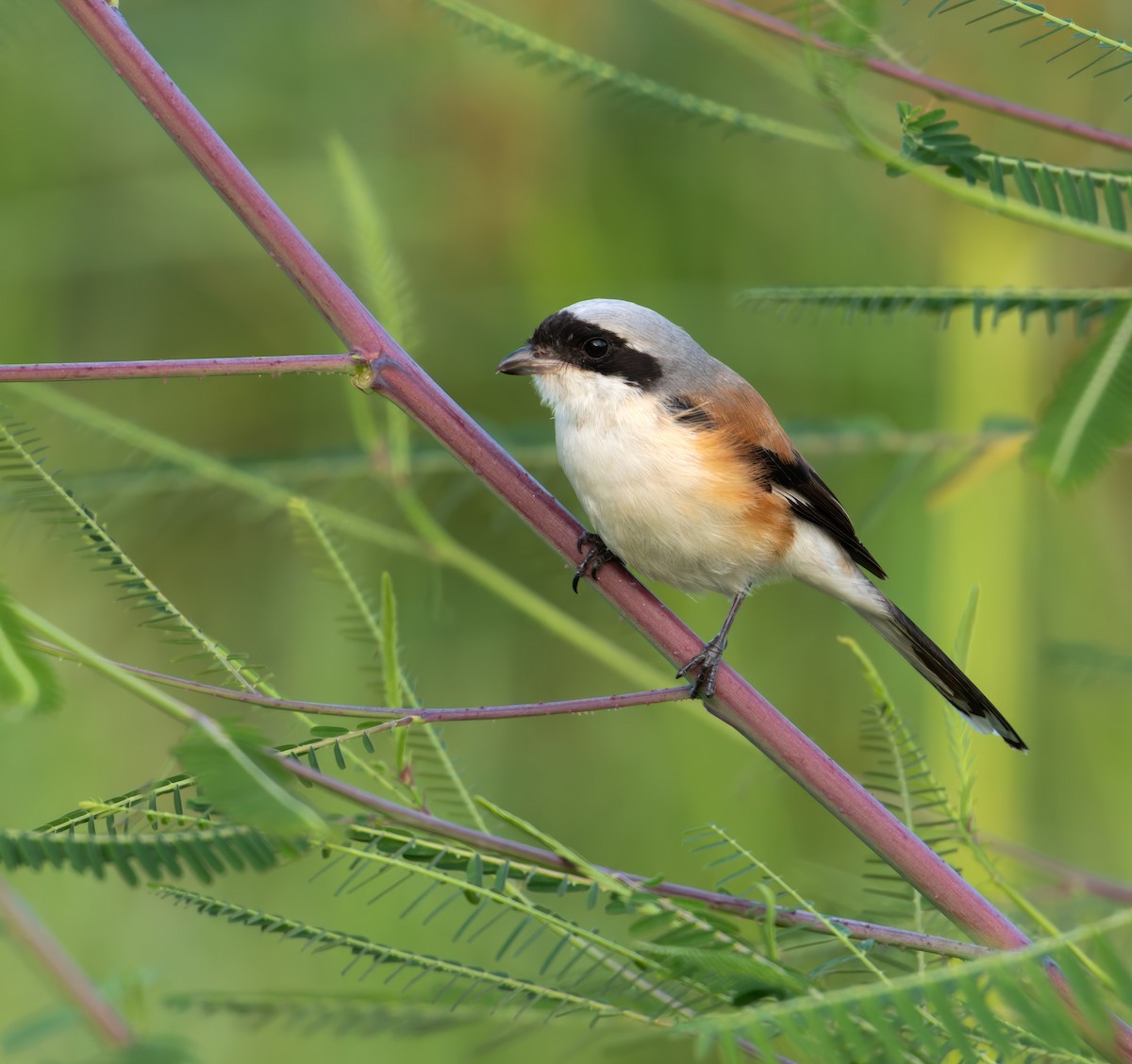 Bay-backed Shrike - ML642969908