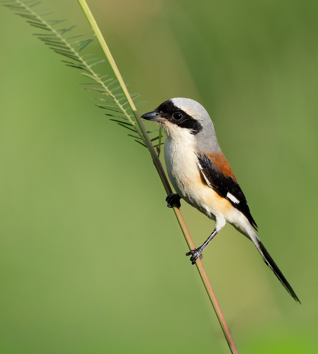 Bay-backed Shrike - ML642969909