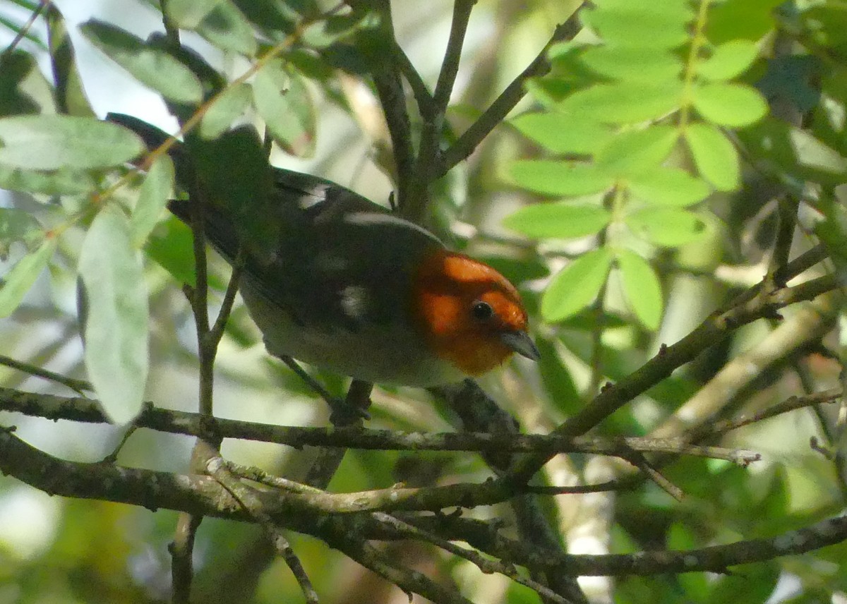 Fulvous-headed Tanager - ML642969913